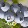 Mirtilo Hanna´s ( Vaccinium Corymbosum)