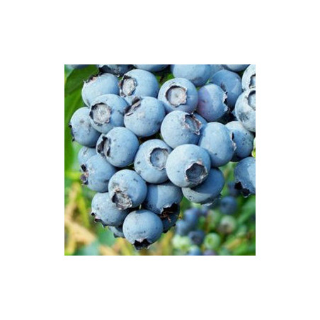 Mirtilo Reka ( Vaccinium Corymbosum)