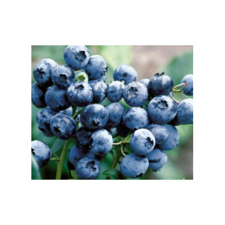 Mirtilo Spartano ( Vaccinium Corymbosum)