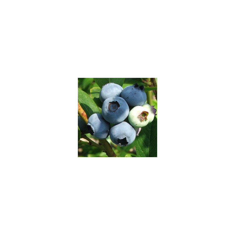 Mirtilo Bluecrop ( Vaccinium Corymbosum)