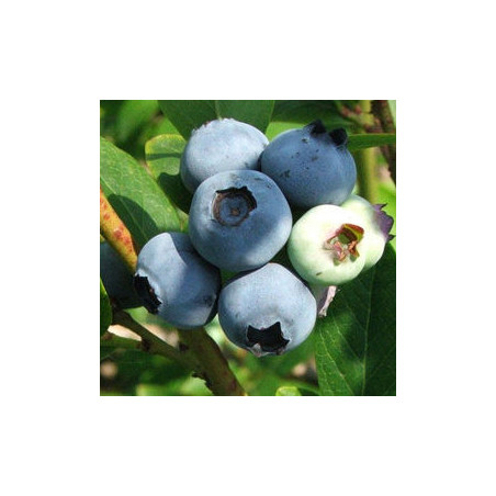Mirtilo Bluecrop ( Vaccinium Corymbosum)