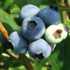 Mirtilo Bluecrop ( Vaccinium Corymbosum)