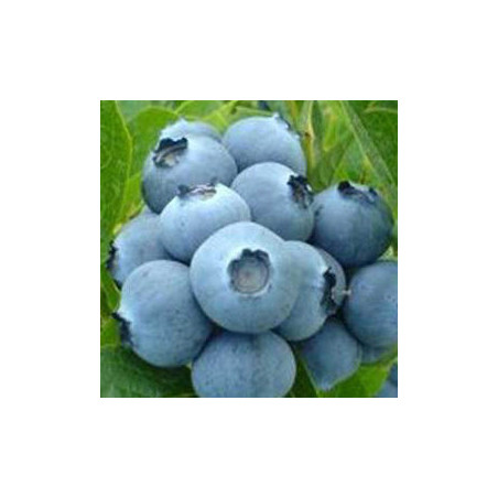 Mirtilo Ouro-azul ( Vaccinium Corymbosum)