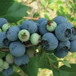 Mirtilo Gaio- Azul ( Vaccinium Corymbosum)