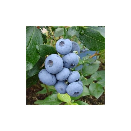 Mirtilo Bônus ( Vaccinium Corymbosum)