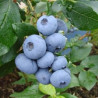 Mirtilo Bônus ( Vaccinium Corymbosum)