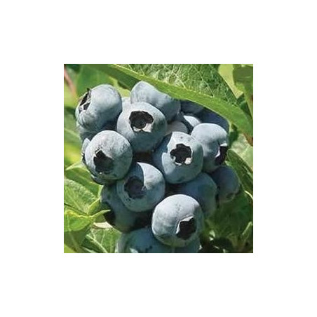 Mirtilo Brigitta ( Vaccinium Corymbosum)