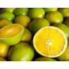 Laranja Pera Brasileira ( Citrus Sinensis)
