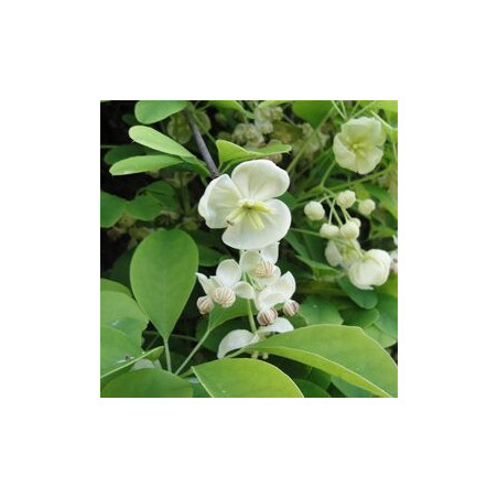 Akébia Quinatta Alba ( Akébia Quinatta)