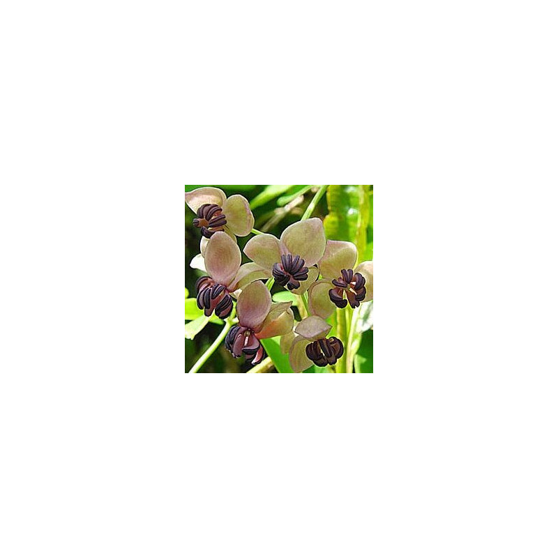 Akébia Quinatta Silver Bells