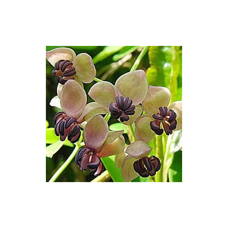 Akébia Quinatta Silver Bells