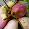 Akébia Trifoliata ( Akébia Trifoliata)