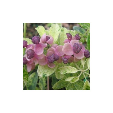 Akébia Variegata ( Akébia Quinatta)