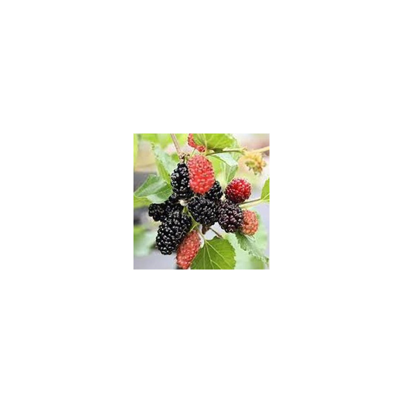 Amoreira Anã Mojo Berry ( Morus Rotundifolia)