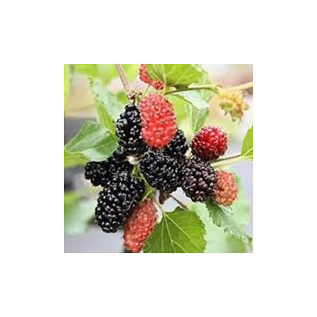 Amoreira Anã Mojo Berry ( Morus Rotundifolia)