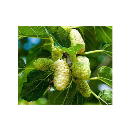 Amoreira Branca (Morus Alba)