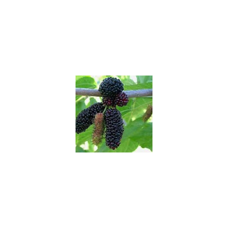 Amoreira Illinois Everbeaning ( Morus Alba X Morus Rubra)