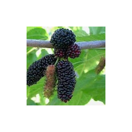 Amoreira Illinois Everbeaning ( Morus Alba X Morus Rubra)