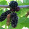 Amoreira Illinois Everbeaning ( Morus Alba X Morus Rubra)