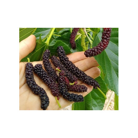 Amoreira do Paquistão Preta ( Morus Macroura)