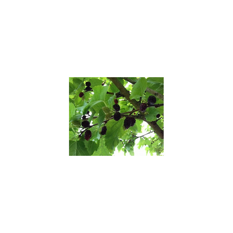 Amoreira Preta ( Morus Alba)