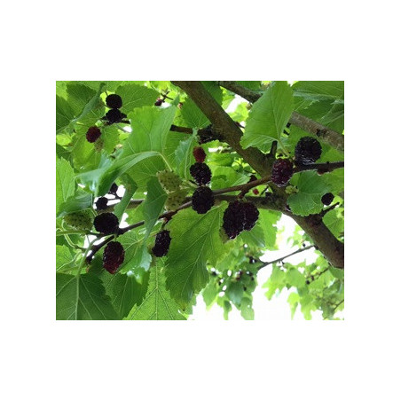 Amoreira Preta ( Morus Alba)