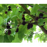 Amoreira Preta ( Morus Alba)