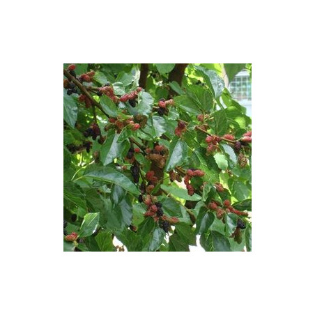 Amoreira Milanówek ( Morus Alba)