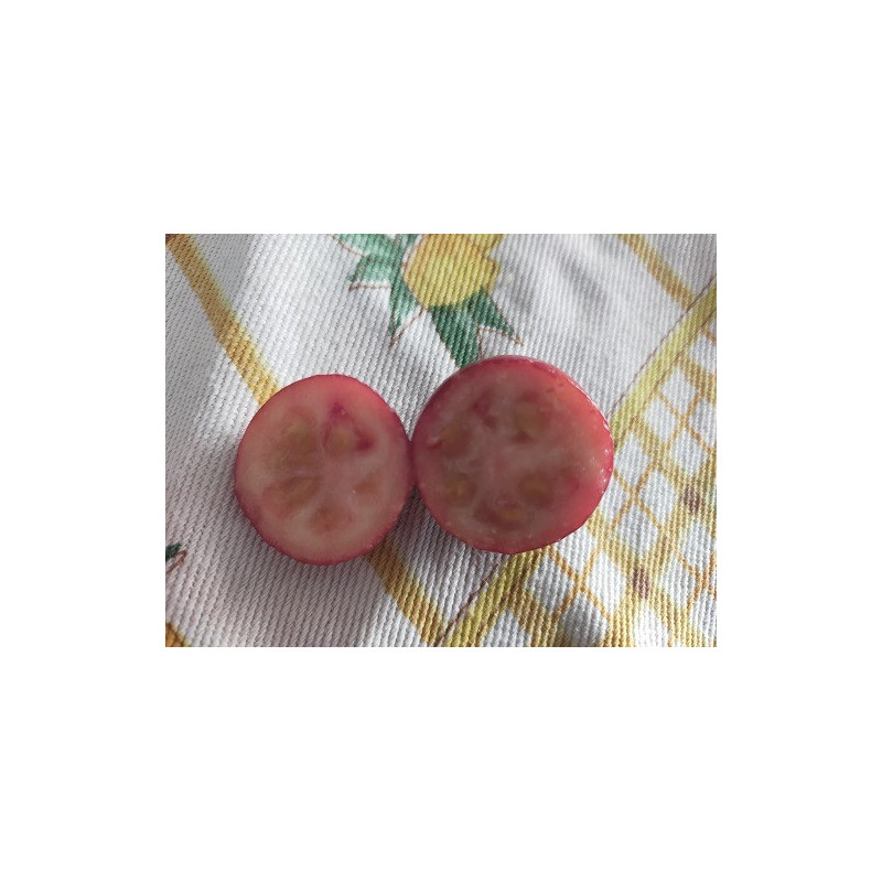 Araçá Rosa ( Psidium cattleianum)