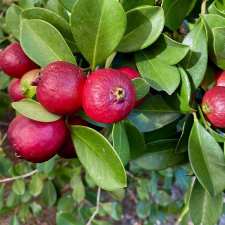 Araçá Vermelho ( Psidium cattleianum)