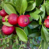 Araçá Vermelho ( Psidium cattleianum)