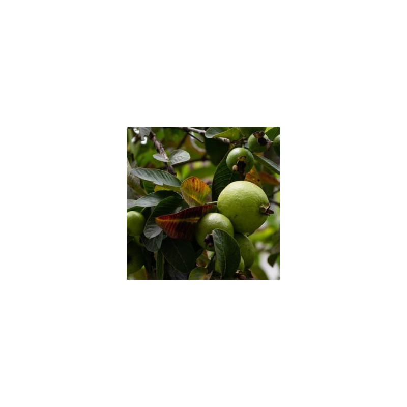 Araçá Amarelo ( Psidium cattleianum)