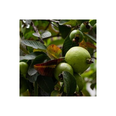 Araçá Amarelo ( Psidium cattleianum)