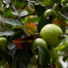 Araçá Amarelo ( Psidium cattleianum)