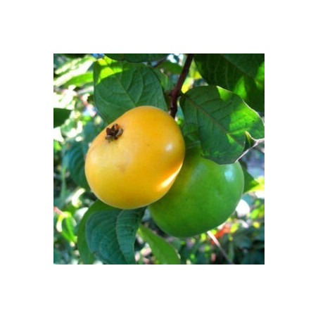 Araçá Boi ( Eugenia Stipitata)