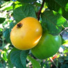 Araçá Boi ( Eugenia Stipitata)