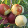 Azufaifo Dongzao ( Ziziplus Jujuba)