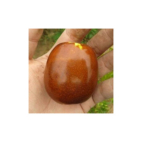 Azufaifo Li ( Ziziplus Jujuba)