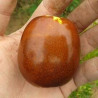 Azufaifo Li ( Ziziplus Jujuba)