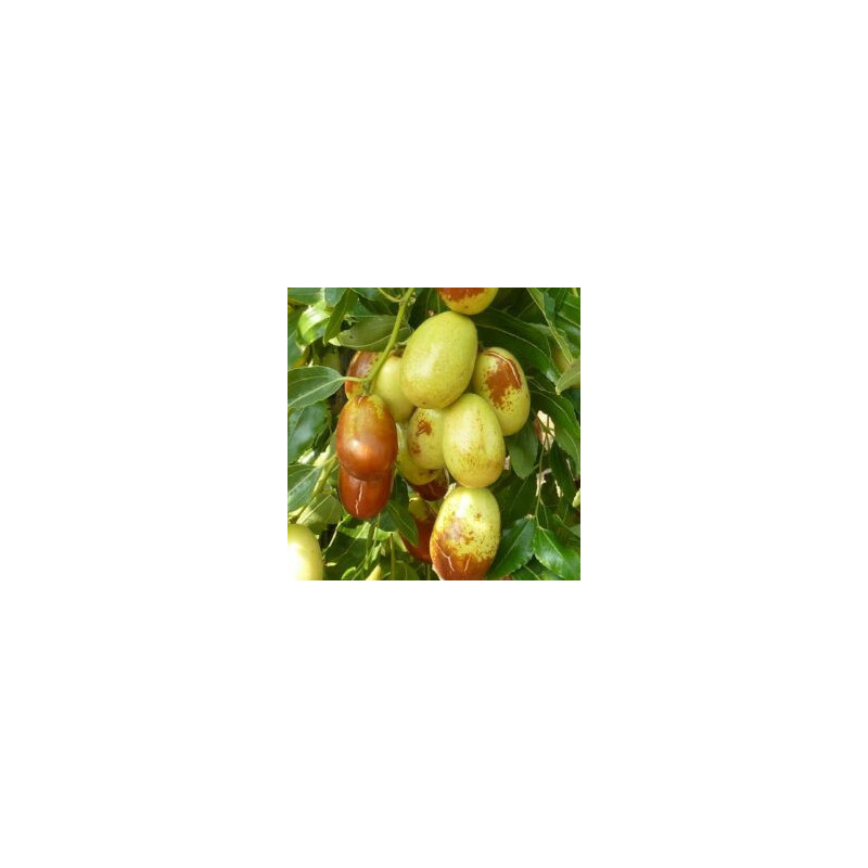 Azufaifo Meimizao( Ziziplus Jujuba)