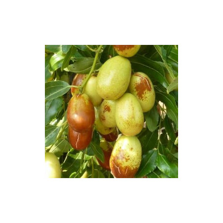 Azufaifo Meimizao( Ziziplus Jujuba)