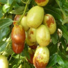 Azufaifo Meimizao( Ziziplus Jujuba)