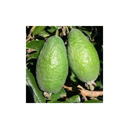Feijoa Apollo ( Feijoa Sellowiana) Planta Enxertada