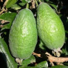 Feijoa Apollo ( Feijoa Sellowiana) Planta Enxertada