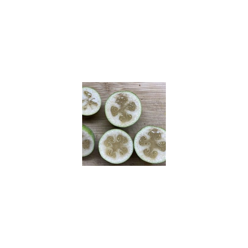 Feijoa Den´s Choice ( Feijoa Sellowiana) Planta Enxertada
