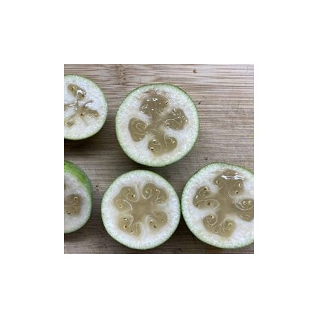Feijoa Den´s Choice ( Feijoa Sellowiana) Planta Enxertada