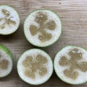 Feijoa Den´s Choice ( Feijoa Sellowiana) Planta Enxertada