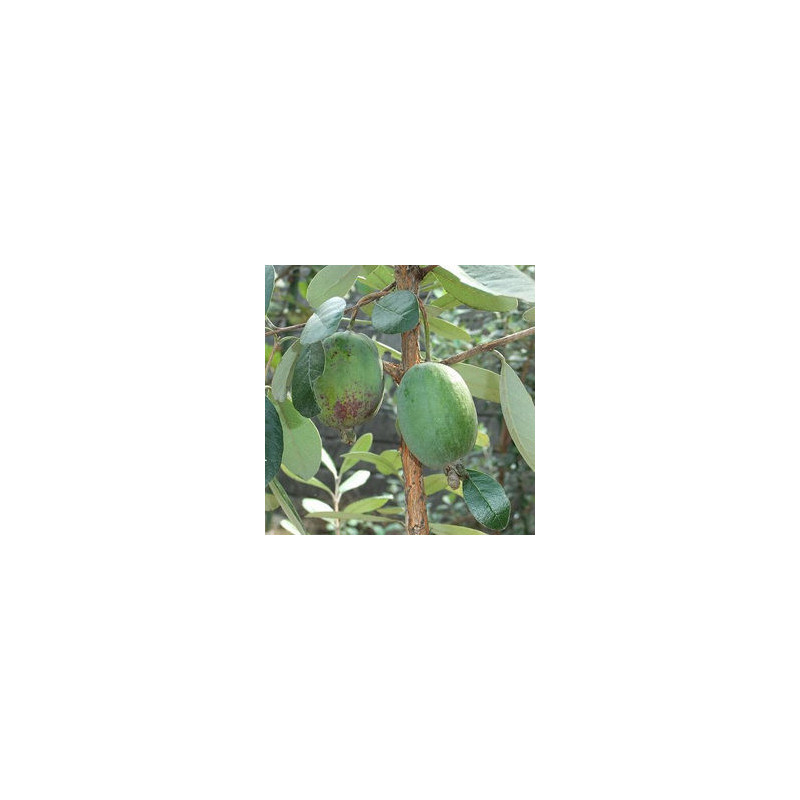 Feijoa Marmouth ( Feijoa Sellowiana) Planta Enxertada
