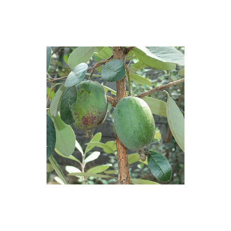 Feijoa Marmouth ( Feijoa Sellowiana) Planta Enxertada