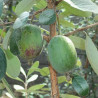 Feijoa Marmouth ( Feijoa Sellowiana) Planta Enxertada